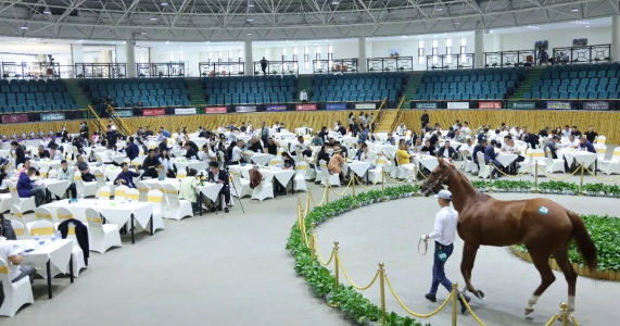 赛马 | 打造“全马种”交易新高地，国内最专业的国际化马匹拍卖会来袭