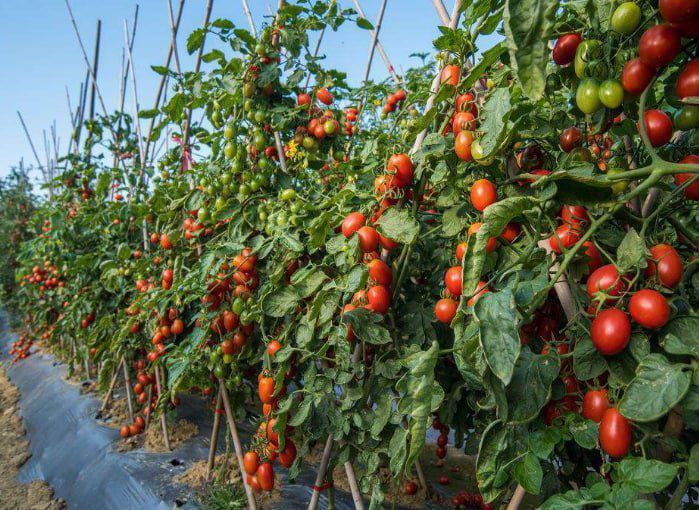 菲律宾北部西红柿农场价格低至每公斤5菲币