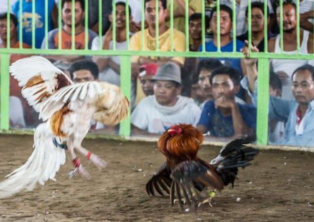 菲律宾中未狮耶地区280多人因非法线上斗鸡被捕