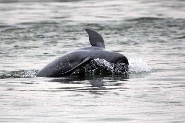 柬埔寨首相下令建立湄公河安全区拯救珍稀江豚
