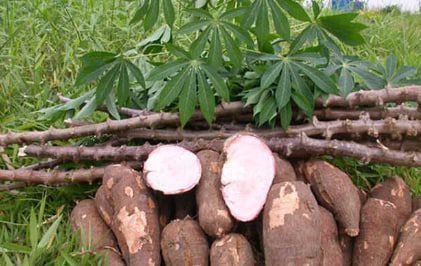 据柬媒消息，近日，柏威夏省农业局局长邓迪达表示，今年的木薯价格略有上涨。