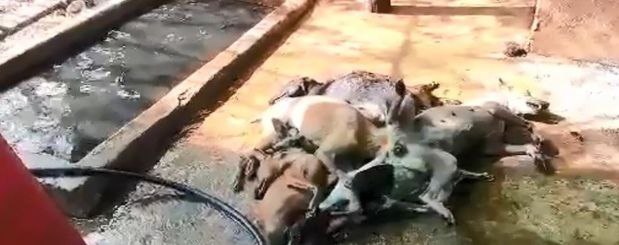 柬埔寨兴起狗肉潮流为了加快屠宰速度