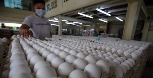菲律宾将向台湾地区出口鸡蛋