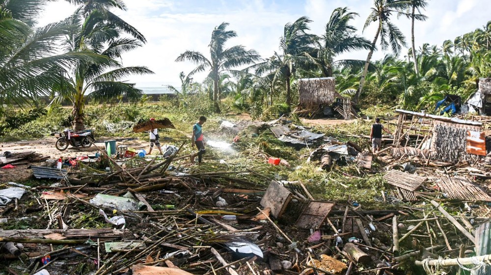 菲律宾议员呼吁利用倒下椰子树作为建筑材料